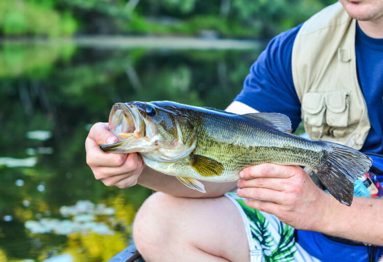 Everything You Need to Know about Smallmouth Bass