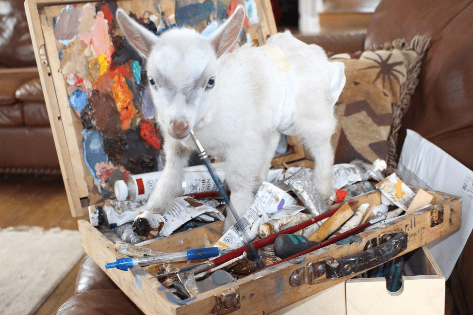 Painting Goat