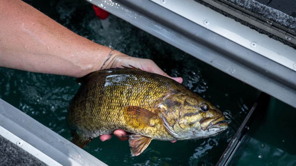 Smallmouth Bass in a Cooler
